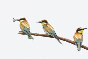 Bee eater on the tree isolated on white photo