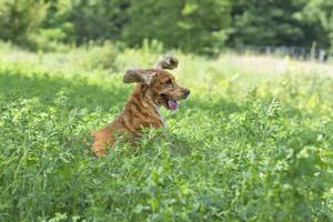 Perro feliz cocker spaniel inglés mientras corre hacia ti foto