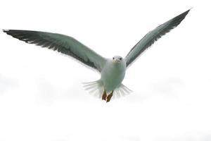 Seagull flying to you photo