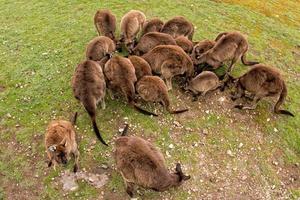 Kangaroo mother father and son portrait from above photo