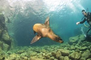 buzo y cachorro león marino bajo el agua mirándote foto