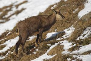 An isolated chamois deer in the snow background photo