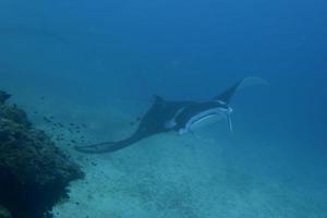 An isolated Manta in the blue background photo