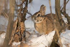 A rabbit in the snow photo