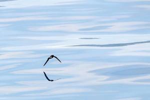pájaro petrel de tormenta volando en el mar mediterráneo foto