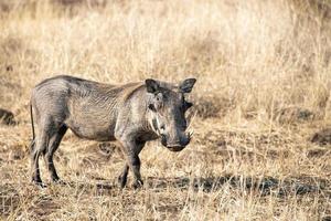 warthog in kruger park south africa photo