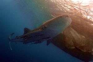 tiburón ballena bajo el agua acercándose a un buzo en indonesia foto