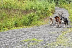 Sled dog while training in summer photo