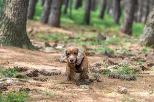 Young puppy dog English cocker spaniel while running on the grass photo