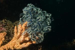 crinoideo bajo el agua mientras bucea foto