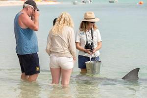 MONKEY MIA, AUSTRALIA - AUGUST, 28, 2015- dolphins near the shore get in touch with humans photo