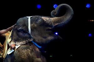 exhibición de elefantes en el circo foto