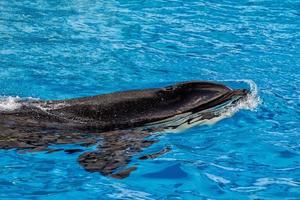 orca killer whale while swimming photo