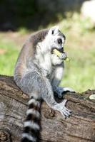 lemur monkey close up portrait while eating red pepper photo