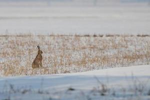 A rabbit in the snow photo