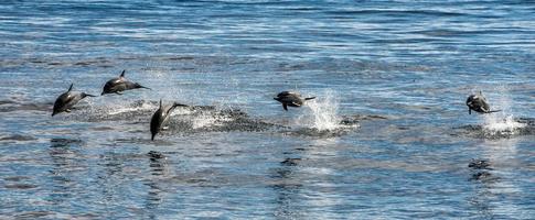 common dolphin jumping outside the ocean photo