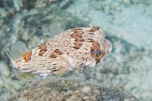 box fish in the reef background photo