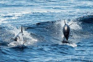 Dolphins while jumping in the deep blue sea photo