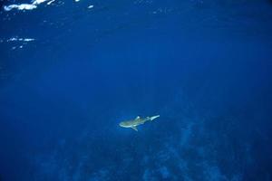 nadando con tiburones en el océano azul de polinesia foto