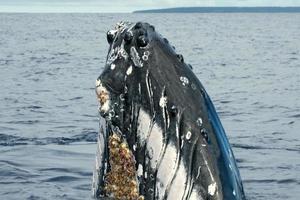 Humpback whale head coming up photo