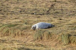 Foca gris blanca recién nacida relajándose en donna nook beach linconshire foto