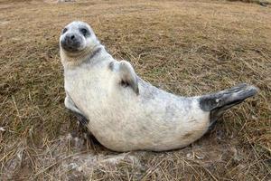 cachorro de foca gris mientras te mira foto