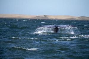 cola de ballena gris bajando en el fondo de las dunas de arena de bahia magdalena foto