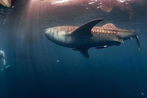 tiburón ballena bajo el agua acercándose a un buzo en indonesia foto