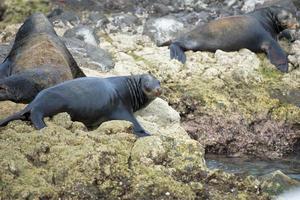 sea lion seals relaxing photo