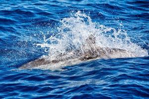 Dolphins while jumping in the deep blue sea photo