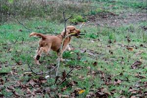 puppy dog cocker spaniel running with tree branch photo