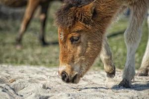 assateague caballo bebé joven cachorro poni salvaje foto