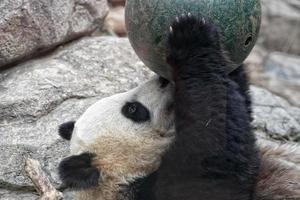 panda gigante jugando con una pelota foto