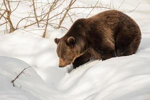 Brown bear walking on the snow photo