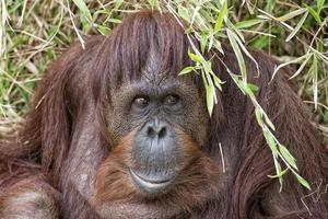 orangutan portrait on the grass background photo