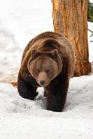 brown bear on the snow background photo