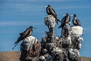 Frigate birds on a  rock photo