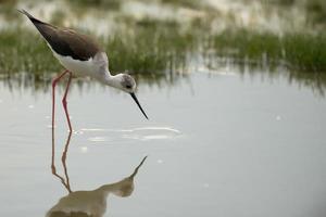 black winged stilt photo