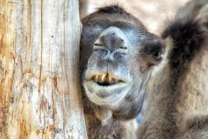 brown camel close up portrait photo