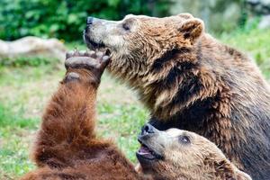 Two black grizzly bears while fighting photo