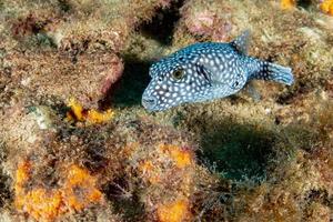 spotted puffer porcupine box fish while diving photo