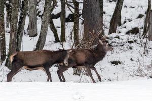 red deers fighting on snow background photo