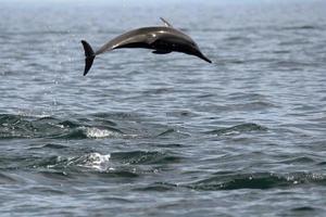 delfines saltando fuera del agua foto