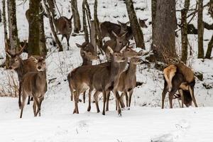 red deer on snow background photo