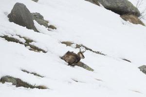 chamois deer portrait in the snow background photo