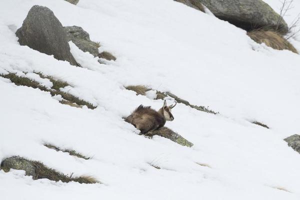 Calm wild alpine chamois with brown fur and horns walking on dry grassy  lawn covered with white snow in winter nature of national park. Generative  AI 28268538 Stock Photo at Vecteezy