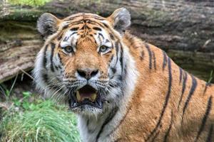 Siberian tiger ready to attack looking at you photo
