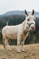 white donkey portrait while excited photo