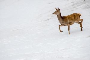 deer running on the snow in christmas time photo