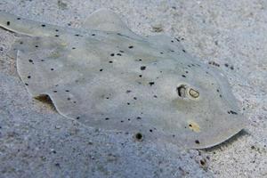 parsnip stingray fish photo